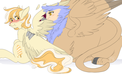 Size: 2000x1214 | Tagged: safe, artist:curiouskeys, imported from derpibooru, oc, oc only, oc:orange cream, griffon, pegasus, pony, behaving like a bird, birds doing bird things, blushing, commission, female, preening, scrunchy face, spread wings, wings