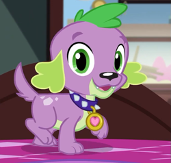 Size: 663x630 | Tagged: safe, imported from derpibooru, screencap, spike, spike the regular dog, dog, equestria girls, equestria girls series, reboxing with spike!, spoiler:eqg series (season 2), collar, cropped, looking at you, male, paws, sci-twi's room, smiling, solo, spike's dog collar, tail