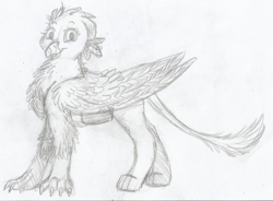 Size: 1085x798 | Tagged: safe, artist:69beas, imported from derpibooru, gabby, griffon, beak, feather, female, folded wings, leonine tail, looking at you, monochrome, sketch, smiling, solo, traditional art, wings