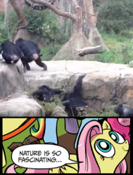 Size: 396x525 | Tagged: safe, imported from derpibooru, fluttershy, chimpanzee, raccoon, abuse, animal abuse, exploitable meme, irl, meme, nature is so fascinating, obligatory pony, overused joke, photo, youtube link, youtube screencap, zoo