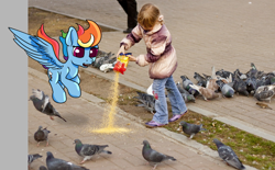 Size: 1138x706 | Tagged: safe, artist:umgaris, imported from derpibooru, rainbow dash, bird, human, pegasus, pigeon, pony, behaving like a bird, child, feeding, irl, irl human, photo, ponies in real life