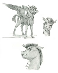 Size: 1000x1257 | Tagged: safe, artist:baron engel, imported from derpibooru, oc, oc only, oc:gale storm, pegasus, pony, bust, monochrome, pencil drawing, scar, solo, traditional art