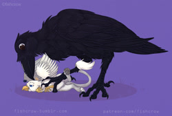 Size: 1234x830 | Tagged: safe, artist:fishcrow, imported from derpibooru, oc, oc only, oc:der, bird, griffon, raven (bird), :t, fluffy, frown, lidded eyes, male, micro, pecking, pinned, pinned down, purple background, simple background, smiling, unamused