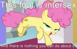 Size: 645x412 | Tagged: safe, edit, edited screencap, imported from derpibooru, screencap, li'l cheese, pony, the last problem, caption, cropped, drama bait, headcanon, image macro, intersex, male, mouthpiece, op is a duck, op is trying to start shit, propaganda, solo, text, this cat is gay and there's nothing you can do about it