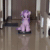 Size: 640x640 | Tagged: safe, artist:nekokevin, imported from derpibooru, starlight glimmer, pony, unicorn, series:nekokevin's glimmy, animated, behaving like a cat, female, happy, irl, it's coming right at us, looking at you, mare, open mouth, photo, plushie, ponies riding roombas, riding, roomba, sitting, solo, sound, underhoof, webm
