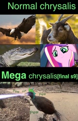 Size: 641x988 | Tagged: safe, edit, edited screencap, imported from derpibooru, screencap, princess cadance, queen chrysalis, bald eagle, bird, crocodile, eagle, goat, pony, a canterlot wedding, the ending of the end, fake cadance, irl, joke, lyrebird, meme, photo, ultimate chrysalis