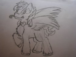 Size: 1280x960 | Tagged: safe, imported from derpibooru, oc, oc:hellfire, pegasus, bowtie, candy, candy cane, chest fluff, christmas, fluffy, food, fur, holiday, male, monochrome, smiling, stallion, traditional art, wings