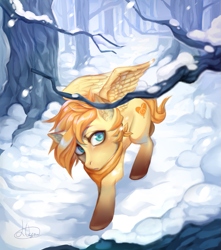 Size: 1059x1199 | Tagged: artist needed, safe, artist:likeocean, imported from derpibooru, oc, oc only, oc:aurryhollows, pegasus, pony, collar, cute, day, forest, looking up, male, pegasus oc, snow, snowfall, solo, stallion, tree, tree branch, wings