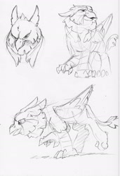 Size: 1660x2428 | Tagged: safe, artist:dilarus, deleted from derpibooru, imported from derpibooru, oc, oc only, oc:peregrine, griffon, concept art, griffon oc, solo, traditional art