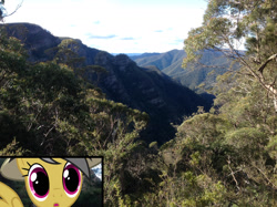 Size: 1280x957 | Tagged: safe, artist:didgereethebrony, imported from derpibooru, daring do, pony, australia, canyon, cliff, didgeree collection, eucalyptus, irl, kanangra boyd national park, mlp in australia, photo, ponies in real life, solo, valley, wide eyes