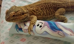 Size: 1280x758 | Tagged: source needed, safe, imported from derpibooru, dj pon-3, vinyl scratch, lizard, derpibooru, bearded dragon, body pillow, irl, juxtaposition, meta, photo, pillow