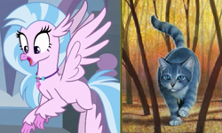 Size: 527x316 | Tagged: safe, imported from derpibooru, silverstream, cat, hippogriff, comparison, female, name pun, namesake, pun, silverstream (warriors), visual pun, warrior cats, warriors