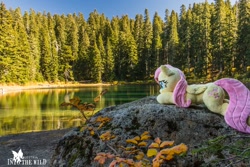 Size: 1200x800 | Tagged: safe, artist:dawning love, artist:natureshy, imported from derpibooru, fluttershy, autumn, cute, equestria: into the wild, heart eyes, irl, lake, lying down, nature, outdoors, photo, photography, plushie, ponies around the world, rock, wingding eyes