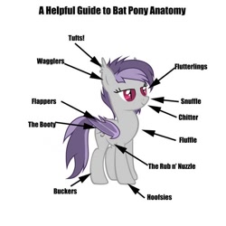 Size: 640x640 | Tagged: safe, imported from derpibooru, bat pony, pony, anatomy, anatomy guide, simple background, solo, white background