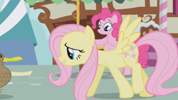 Size: 1280x720 | Tagged: safe, imported from derpibooru, screencap, fluttershy, pinkie pie, duck, pony, griffon the brush off