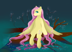 Size: 3200x2300 | Tagged: safe, artist:pabelka-belka, imported from derpibooru, fluttershy, pegasus, pony, cherry blossoms, female, flower, flower blossom, flower in hair, long mane, looking at you, mare, profile, sitting, solo, spread wings, stray strand, tree, tree branch, water, wet mane, wings, wings down