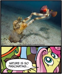 Size: 1000x1190 | Tagged: safe, imported from derpibooru, fluttershy, fish, pony, exploitable meme, mantis shrimp, meme, nature is so fascinating, obligatory pony