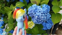 Size: 1076x605 | Tagged: safe, imported from derpibooru, rainbow dash, pegasus, pony, flower, hydrangea, irl, photo, solo