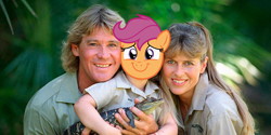 Size: 2000x1000 | Tagged: safe, edit, editor:tcgamebot, imported from derpibooru, scootaloo, crocodile, human, pegasus, pony, the last crusade, irl, irl human, photo, ponified meme, scootaloo's parents, steve irwin, terri irwin