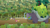 Size: 1920x1080 | Tagged: safe, imported from derpibooru, screencap, applejack, fluttershy, mr. tortoisnap, pinkie pie, rainbow dash, rarity, spike, twilight sparkle, alicorn, dragon, pony, turtle, between dark and dawn, apple orchard, apple tree, female, giant tortoise, long tongue, mane seven, mane six, mare, tongue hold, tongue out, tree, twilight sparkle (alicorn), winged spike, wings