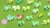 Size: 1920x1080 | Tagged: safe, imported from derpibooru, screencap, apple juice (g4), key lime pie, lime essence, lime sherbet, mrs. hoofington, pistachio dust, earth pony, pegasus, pony, unicorn, rainbow roadtrip, background pony, bow, clone, clones, crowd, discovery family logo, dot cutie mark, eyes closed, female, food, glowing horn, grass, green, green pony, hair bow, hope hollow, horn, levitation, magic, magic aura, mane bow, mare, overhead view, pie, tail bow, telekinesis, unnamed character, unnamed pony