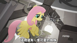 Size: 1366x768 | Tagged: safe, imported from derpibooru, screencap, fluttershy, pony, spider, rainbow roadtrip, chinese