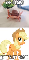 Size: 500x1041 | Tagged: safe, imported from derpibooru, applejack, crab, caption, cowboy hat, hat, image macro, imgflip, meme, photo, pun, simple background, text, that's my x, vector, white background