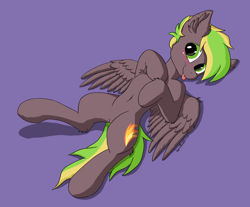 Size: 2900x2400 | Tagged: safe, artist:blackice, imported from derpibooru, oc, oc only, oc:lightflare, pegasus, pony, belly button, blushing, chest fluff, cute, ear fluff, looking at you, lying down, male, on back, simple background, solo, tongue out