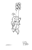 Size: 844x1309 | Tagged: safe, artist:lockheart, edit, imported from derpibooru, li'l cheese, twilight sparkle, oc, oc:matriarch zeg'us, pony, zebra, the last problem, black and white, double riding, floating, foal, grayscale, lineart, long neck, meme, monochrome, necc, ponies riding ponies, ponies riding zebras, ponified meme, pony hat, racial slur, riding, simple background, slur, smol, twiggie, wat, white background, zebra oc, zigger, ziggers