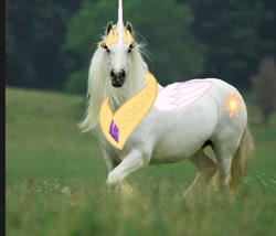 Size: 1330x1136 | Tagged: safe, imported from derpibooru, princess celestia, alicorn, cutie mark, irl, irl horse, jewelry, majestic as fuck, meadow, peytral, photo, photoshop, princess celestia is a horse, regalia, tiara