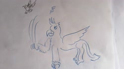 Size: 4032x2240 | Tagged: safe, artist:horsesplease, imported from derpibooru, gallus, bird, griffon, magpie, doodle, scratching, traditional art, upset