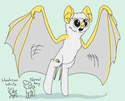 Size: 780x630 | Tagged: source needed, safe, artist:archego-art, artist:tilling-tan, imported from derpibooru, oc, oc only, bat pony, honduran white bat