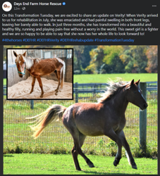 Size: 729x803 | Tagged: safe, earth pony, horse, community related, days end farm horse rescue, female, filly, happy, irl, irl horse, meadow, meta, photo, solo, twitter, verity