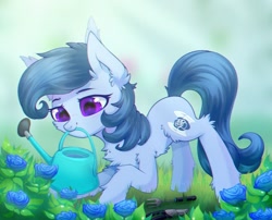 Size: 1280x1032 | Tagged: safe, artist:astralblues, artist:starrcoma, imported from derpibooru, oc, oc only, oc:raylanda, earth pony, pony, blue rose, chest fluff, ear fluff, female, flower, fluffy, gardening, hair, hoof fluff, leg fluff, mare, purple eyes, rose, solo, tail, watering can