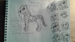 Size: 1024x576 | Tagged: safe, artist:bronywishbone, imported from derpibooru, oc, oc:nora the pegacheetah, cheetah, hybrid, pegasus, pony, concept art, crossover, drawing, expressions, mylittleponyinspired, nora the pegacheetah, pegacheetah, sketch, traditional art, wishbone heroes, wishbone heroes: friends forever, wishboneheroesfriendsforever