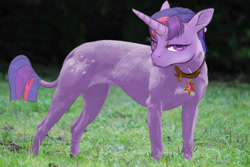 Size: 1920x1280 | Tagged: safe, artist:arareroll, edit, editor:hotkinkajou, twilight sparkle, dog, pitbull, element of magic, jewelry, ponified animal photo