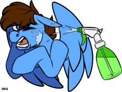 Size: 1032x774 | Tagged: safe, artist:lrusu, imported from derpibooru, oc, oc only, oc:pegasusgamer, pegasus, pony, annoyed, bad pony, bust, eye clipping through hair, one eye closed, open mouth, simple background, solo, spray bottle, transparent background, water, wings