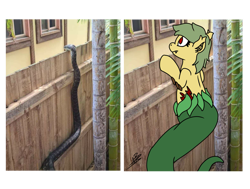 Size: 2693x2041 | Tagged: safe, artist:shappy the lamia, edit, imported from derpibooru, oc, oc only, oc:shappy, hybrid, lamia, original species, semi-anthro, snake, bamboo, chibi, comparison, curiosity, curious, cute, fangs, fence, meme, neighborhood, palm tree, photo, ponified animal photo, realistic, scales, slit eyes, slit pupils, snake eyes, snake tail, solo, spy, spying, tree, window