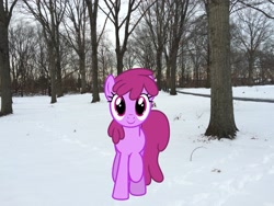 Size: 3264x2448 | Tagged: safe, artist:estories, artist:topsangtheman, imported from derpibooru, berry punch, berryshine, earth pony, pony, irl, looking at you, park, photo, ponies in real life, snow, solo
