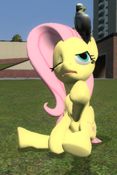 Size: 372x553 | Tagged: safe, artist:didgereethebrony, imported from derpibooru, fluttershy, bird, cockatoo, pegasus, pony, 3d, angry, annoyed, gmod