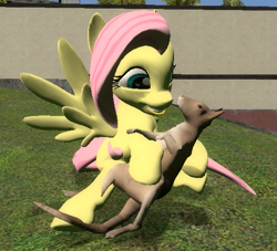 Size: 527x478 | Tagged: safe, artist:didgereethebrony, imported from derpibooru, fluttershy, pegasus, pony, wallaby, 3d, clipping, gmod, happy, smiling