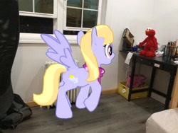 Size: 3272x2456 | Tagged: safe, artist:topsangtheman, imported from derpibooru, cloud kicker, pegasus, pony, augmented reality, elmo, elmo live, gameloft, irl, photo, ponies in real life, raised hoof, shocked, wings