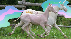 Size: 800x445 | Tagged: safe, artist:ravenpuff, edit, imported from derpibooru, princess celestia, oc, oc:butters, oc:sir reginald butterscop pendragon iv jr., alicorn, horse, pony, alicorn oc, bald, duo, female, horn, irl, male, mare, photo, princess celestia is a horse, recolored hoers, running, stallion, wings