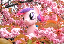 Size: 2080x1447 | Tagged: safe, imported from derpibooru, photographer:pakapaka1993, princess cadance, pony, cherry blossoms, flower, flower blossom, irl, japan, photo, plushie, solo