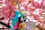 Size: 2048x1375 | Tagged: safe, imported from derpibooru, photographer:pakapaka1993, princess celestia, pony, cherry blossoms, flower, flower blossom, irl, japan, photo, plushie, solo