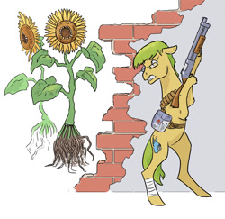 Size: 824x800 | Tagged: safe, artist:adeptus-monitus, imported from derpibooru, oc, oc only, oc:monitus, earth pony, undead, zombie, flower, gun, medkit, shotgun, sunflower, weapon