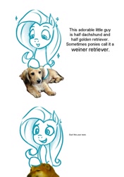 Size: 720x1020 | Tagged: safe, anonymous artist, imported from derpibooru, fluttershy, dog, pegasus, pony, shiba inu, /mlp/, cheems, comic, dachshund, dialogue, double entendre, drawthread, laughing, requested art, shibe, sketch