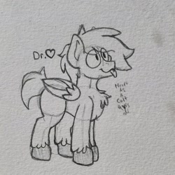 Size: 1660x1660 | Tagged: safe, artist:drheartdoodles, imported from derpibooru, oc, oc:dr.heart, clydesdale, pegasus, chest fluff, colt, male, smiling, tongue out, traditional art