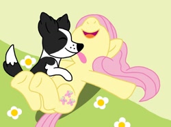 Size: 1024x760 | Tagged: safe, artist:pandalove93, imported from derpibooru, fluttershy, oc, oc:whopper, dog, pegasus, pony, animal, eyes closed, giggles, laughing, licking, lying on the ground, open mouth, tickling, tongue out, vector