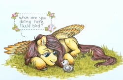 Size: 1600x1045 | Tagged: safe, artist:bloodyblackquiet, imported from derpibooru, fluttershy, bird, butterfly, pegasus, pony, chick, dialogue, ear fluff, female, flower, grass, looking at each other, looking at someone, lying down, mare, on side, open mouth, prone, simple background, smiling, solo, speech bubble, spread wings, traditional art, unshorn fetlocks, white background, wings